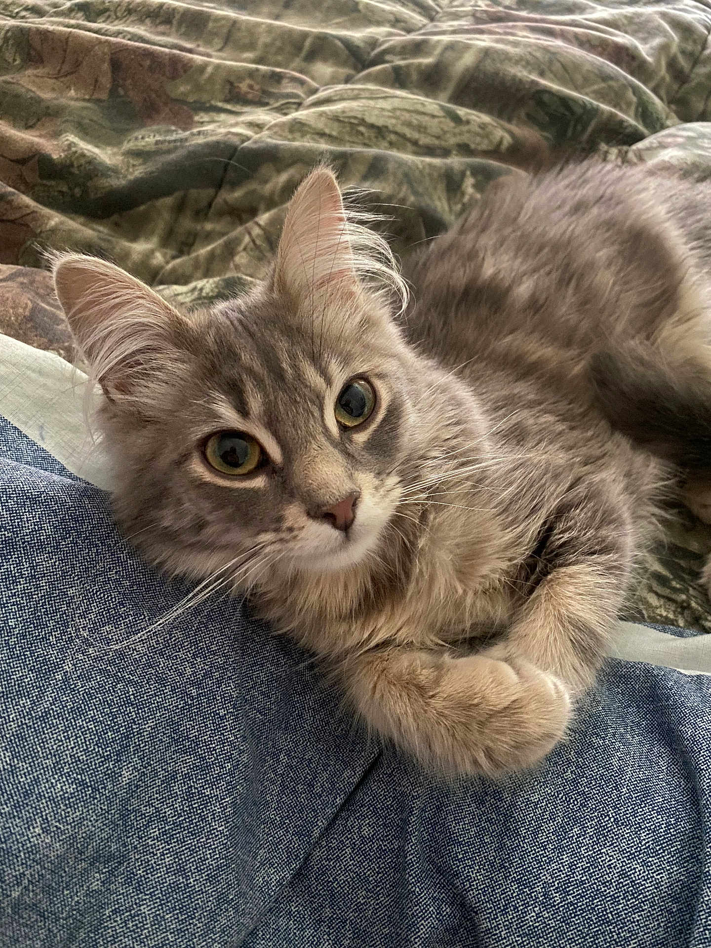 Murph is registered to the contest to win money with this photo: cat, gray_cat, tabby, fur, whiskers, ears, eyes, resting, indoor, denim, blanket, camouflage, fabric, pet, animal, cute, soft, close_up, relaxed, lying_down