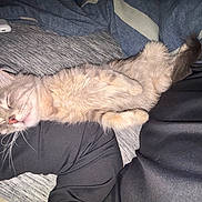 Murph joined the competition — help win amazing prizes! cat, sleeping, fluffy, pet, cozy, lap, relaxed, whiskers, furry, resting, domestic_animal, cute, indoor, animal, gray, cream, soft, comfortable, human, clothing