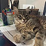 Murph joined the competition — help win amazing prizes! cat, tabby, gray_cat, fluffy, tongue_out, desk, papers, office_supplies, pen_holder, computer_screen, indoor, close_up, pet, feline, relaxed, playful, fur, whiskers, paw, home_office
