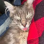 Murph is registered to the contest to win money with this photo: cat, kitten, sleeping, tongue_out, gray_fur, tabby, close_up, pet, cozy, blanket, red, black, plaid, soft, cute, whiskers, fur, ears, indoors, resting
