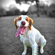 Soan a rejoint le concours — aidez-le/la à gagner de superbes lots ! dog, tongue_out, happy, sitting, grass, outdoor, animal, pet, white, brown, blurred_background, black_and_white_background, nature, canine, playful, portrait, closeup, summer, daylight, friendly