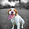 dog, tongue_out, happy, sitting, grass, outdoor, animal, pet, white, brown, blurred_background, black_and_white_background, nature, canine, playful, portrait, closeup, summer, daylight, friendly