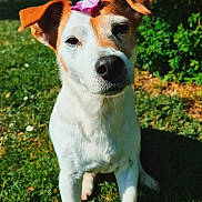 Hyona a rejoint le concours — aidez-le/la à gagner de superbes lots ! dog, flower, grass, outdoor, sunlight, greenery, pet, animal, nature, leaf, garden, cute, ears, face, canine, daylight, sitting, muzzle, fur, background
