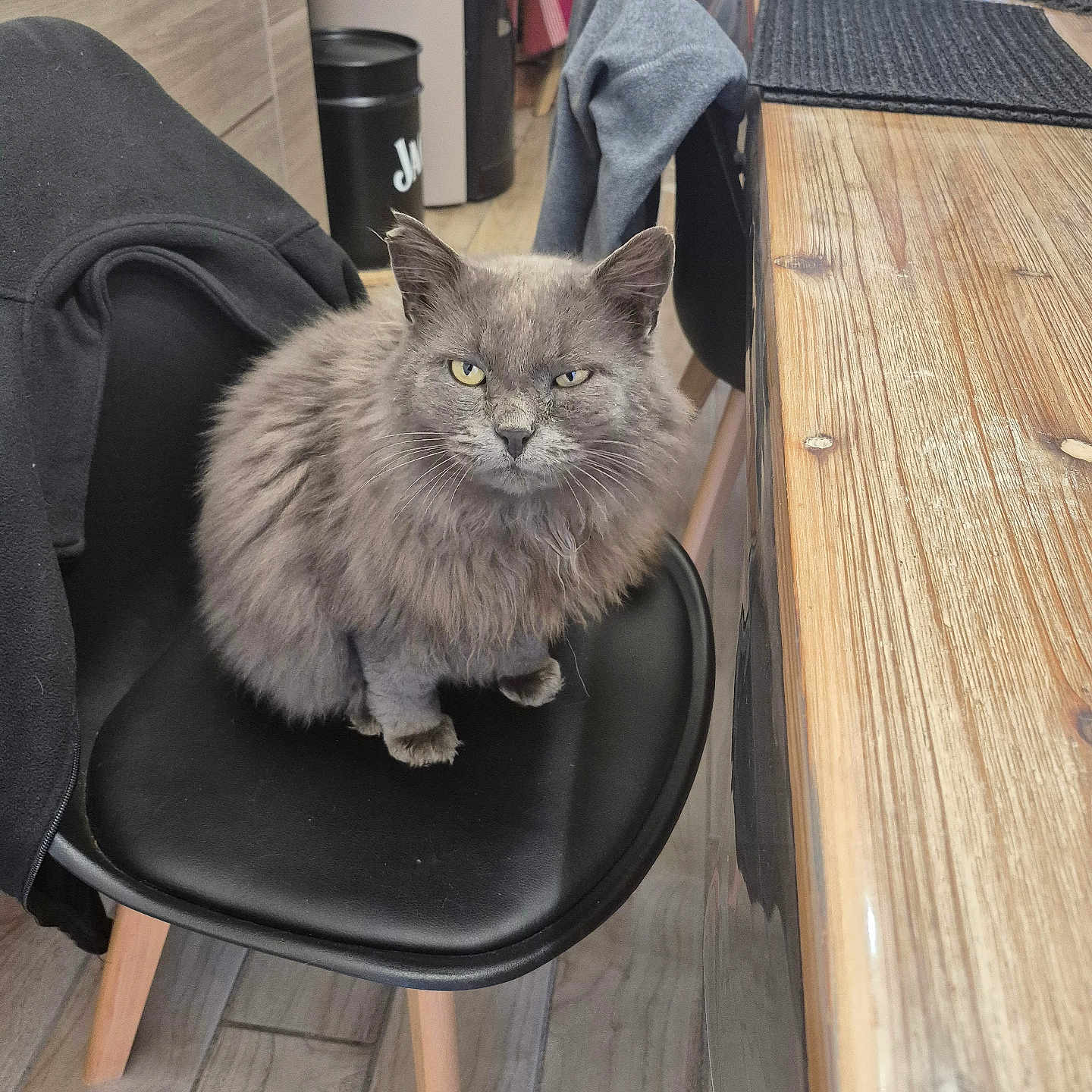 Nao a rejoint le concours — aidez-le/la à gagner de superbes lots ! cat, grey_cat, fluffy, chair, black_chair, wooden_table, kitchen, floor_tiles, plaid_blanket, indoor, pet, animal, furniture, serious_expression, sitting, domestic, cozy, home, feline, household