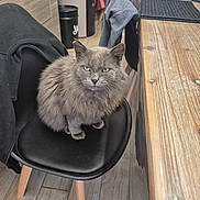 Nao participe au concours pour gagner de l'argent avec cette photo : cat, gray_cat, feline, indoor, chair, wooden_floor, wooden_table, jacket, black_chair, pet, home, furniture, flooring, domestic_animal, animal, looking, sitting, fur, cozy, intense_gaze