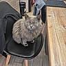 cat, gray_cat, feline, indoor, chair, wooden_floor, wooden_table, jacket, black_chair, pet, home, furniture, flooring, domestic_animal, animal, looking, sitting, fur, cozy, intense_gaze