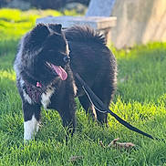 Mochi Díor joined the competition — help win amazing prizes! dog, black_dog, white_paws, tongue_out, leash, grass, sunlight, outdoor, pet, animal, happy, playful, collar, daylight, nature, cute, fluffy, canine, park, walking