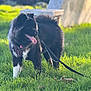 dog, black_dog, white_paws, tongue_out, leash, grass, sunlight, outdoor, pet, animal, happy, playful, collar, daylight, nature, cute, fluffy, canine, park, walking