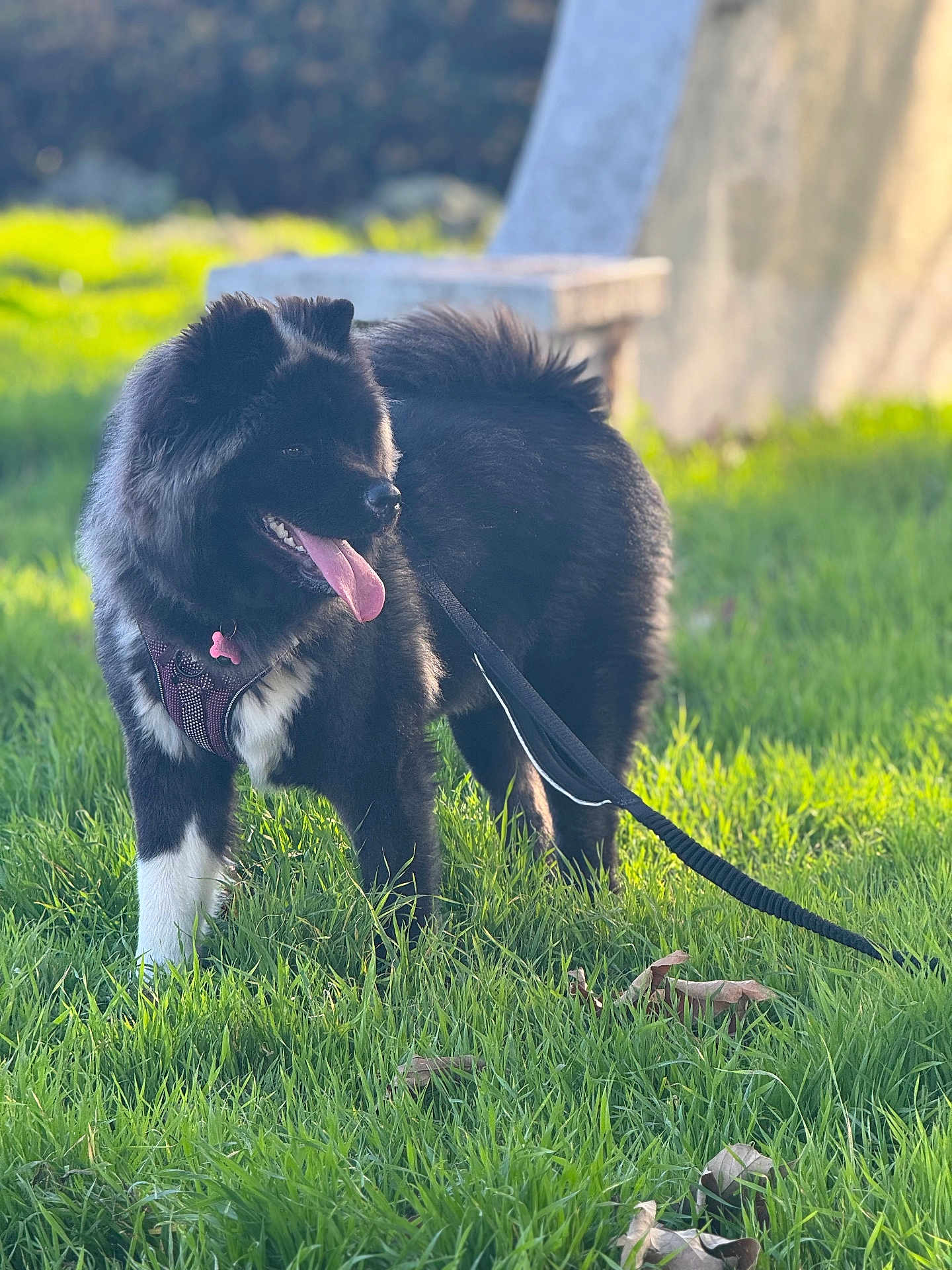 Mochi Díor