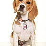 Aria participe au concours pour gagner de l'argent avec cette photo : beagle, dog, puppy, pet, collar, tag, white_background, sitting, head_tilt, brown, white, ears, cute, animal, portrait, studio, fur, looking, canine, domestic_animal