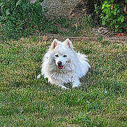 Vany a rejoint le concours — aidez-le/la à gagner de superbes lots ! animal, blue_eyes, canine, cute, dog, fluffy, garden, grass, greenery, happy, lawn, nature, outdoor, pet, plants, portrait, relaxed, summer, sunlight, white_dog
