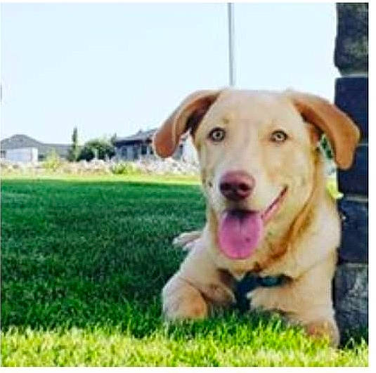 Jackie is registered to the contest to win money with this photo: carnivore, collar, companion_dog, dog, dog_breed, dog_collar, grass, grassland, happy, labrador_retriever, pet_supply, photo_caption, plant, rectangle, sky, snout, sporting_group, terrestrial_animal, whiskers, working_animal