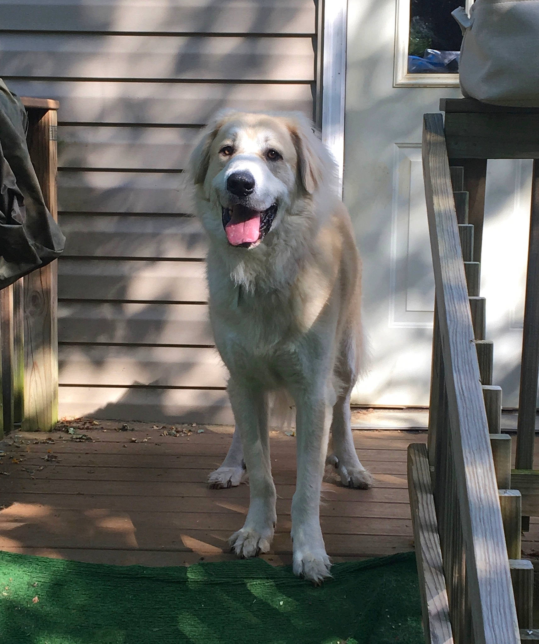 Bear is registered to the contest to win money with this photo: anatolian_shepherd_dog, canidae, carnivore, companion_dog, dog, dog_breed, fawn, golden_retriever, mammal, sporting_group, vertebrate