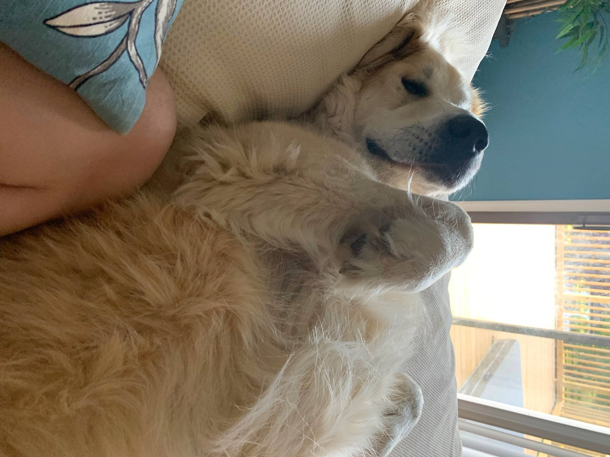 Bear is registered to the contest to win money with this photo: canidae, carnivore, companion_dog, dog, dog_breed, fawn, fur, golden_retriever, great_pyrenees, kuvasz, mammal, maremma_sheepdog, nose, polish_tatra_sheepdog, puppy, puppy_love, retriever, slovak_cuvac, snout, sporting_group