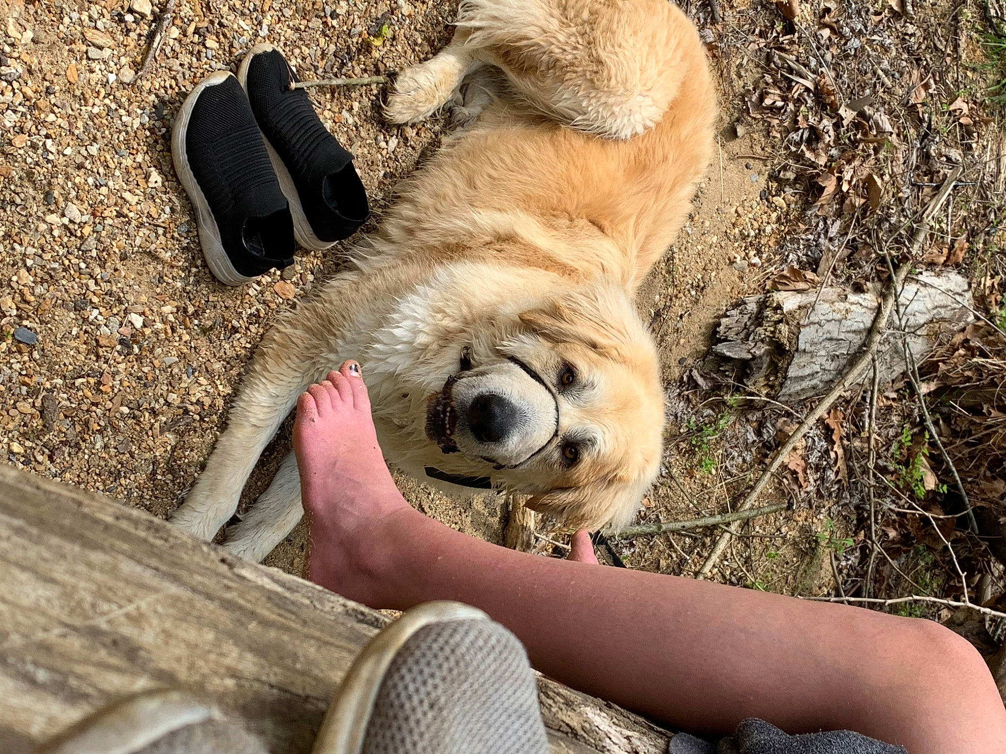 Bear is registered to the contest to win money with this photo: canidae, carnivore, dog, dog_breed, fawn, mammal, snout, vertebrate, wildlife