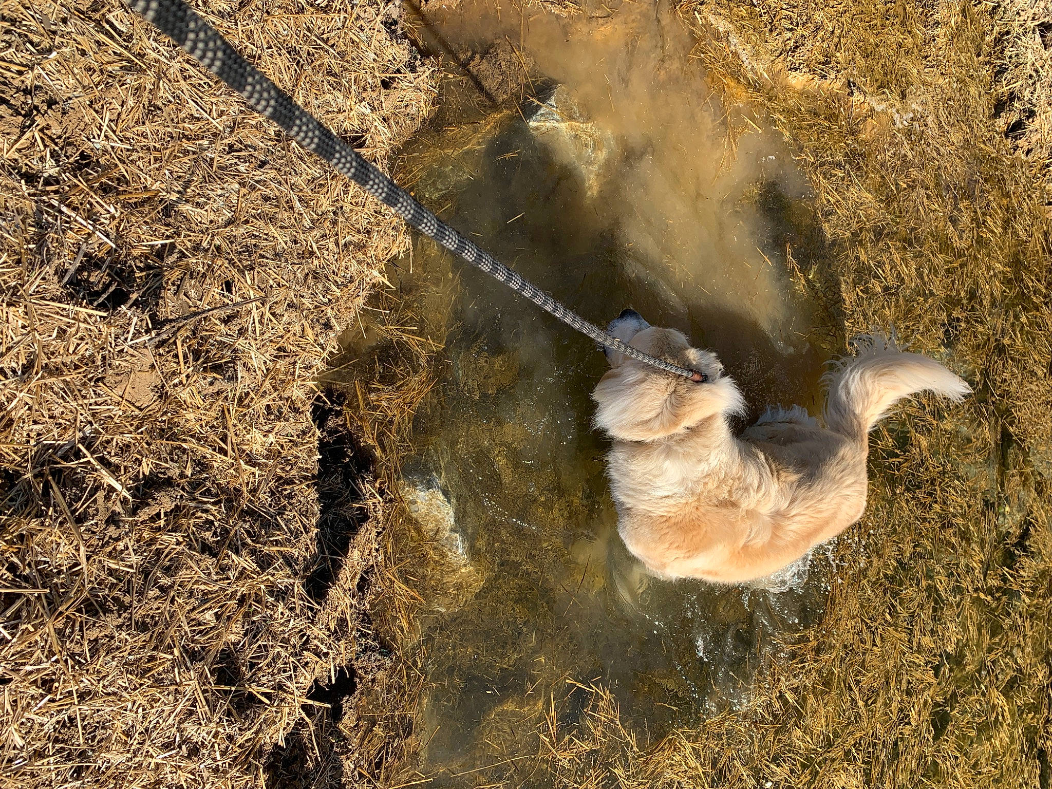 Bear joined the competition — help win amazing prizes! fawn, soil