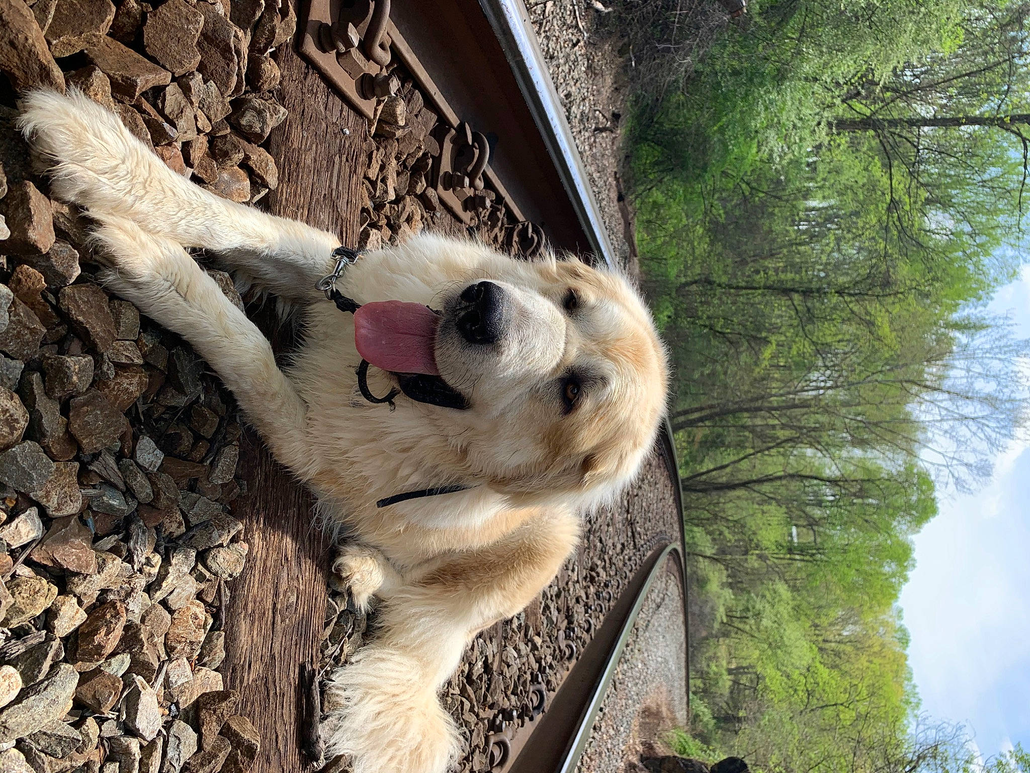 Bear is registered to the contest to win money with this photo: canidae, carnivore, dog, fawn, fur, leaf, nose, plant, snout, sporting_group, tree, trunk, wildlife