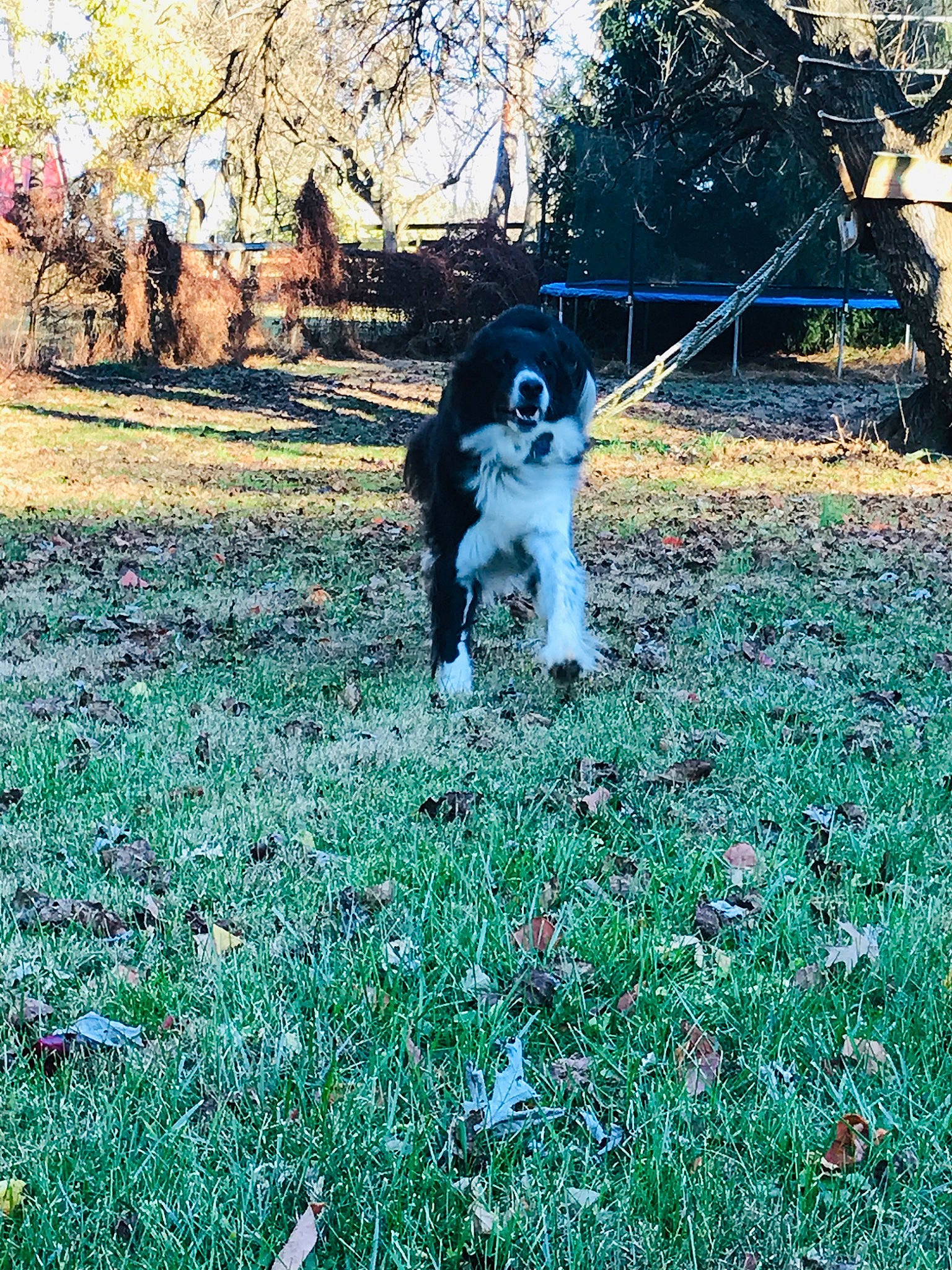 Buddy is registered to the contest to win money with this photo: border_collie, canidae, carnivore, companion_dog, dog, dog_breed, grass, lawn, plant, sporting_group, tree