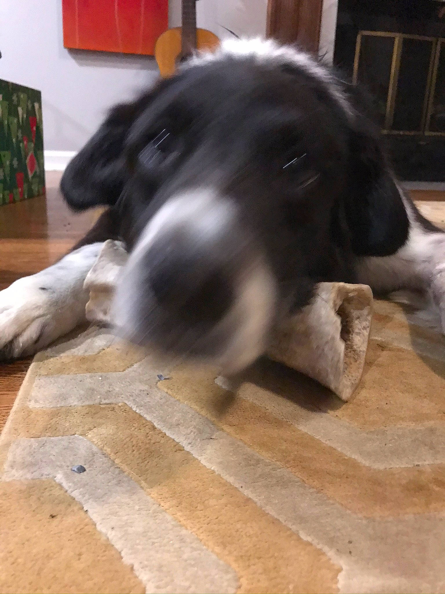 Buddy is registered to the contest to win money with this photo: braque_dauvergne, canidae, carnivore, companion_dog, dog, dog_breed, mammal, pointer, puppy, rare_breed_dog, snout, spaniel, sporting_group, stabyhoun, vertebrate