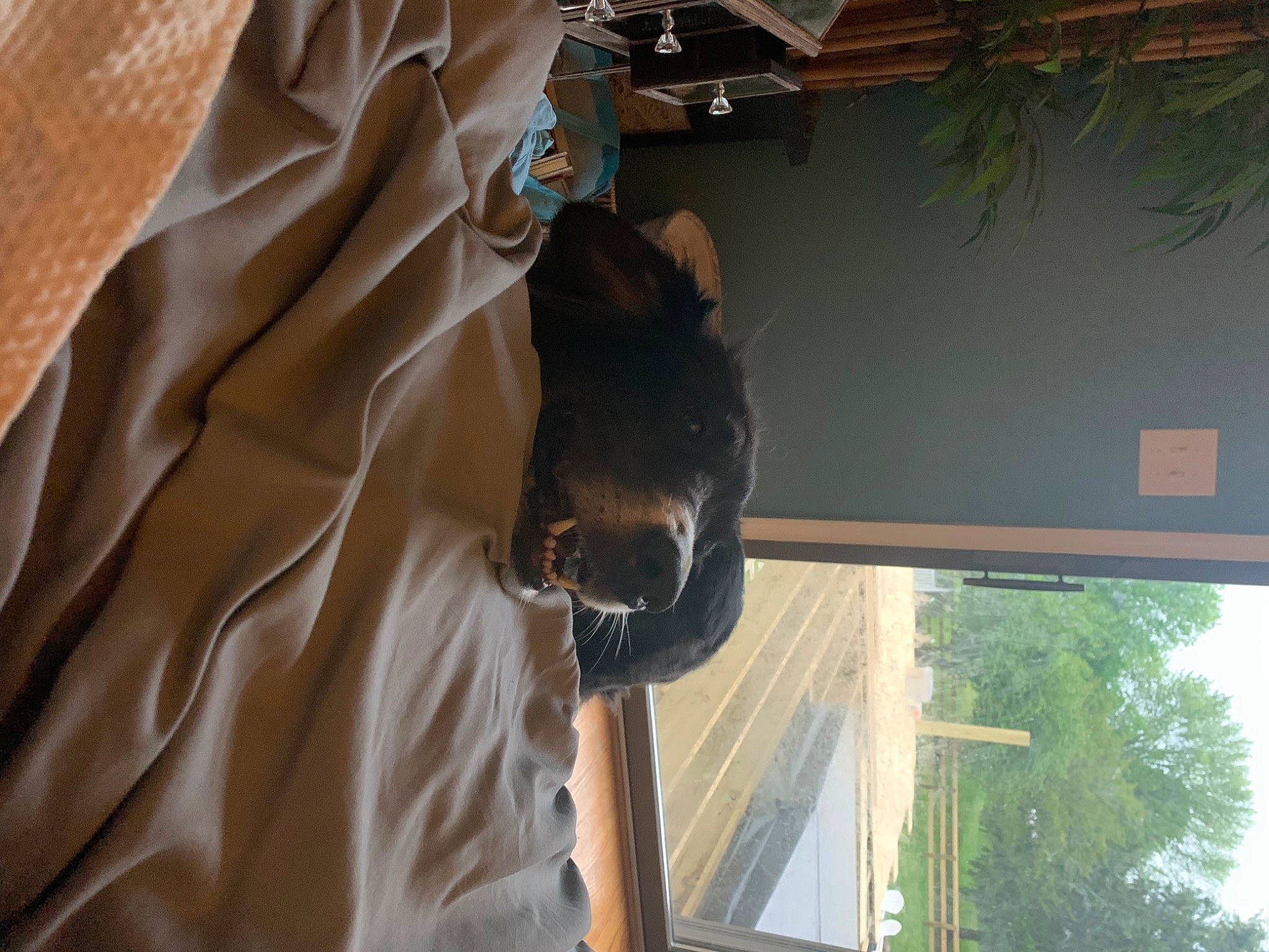 Buddy joined the competition — help win amazing prizes! cat