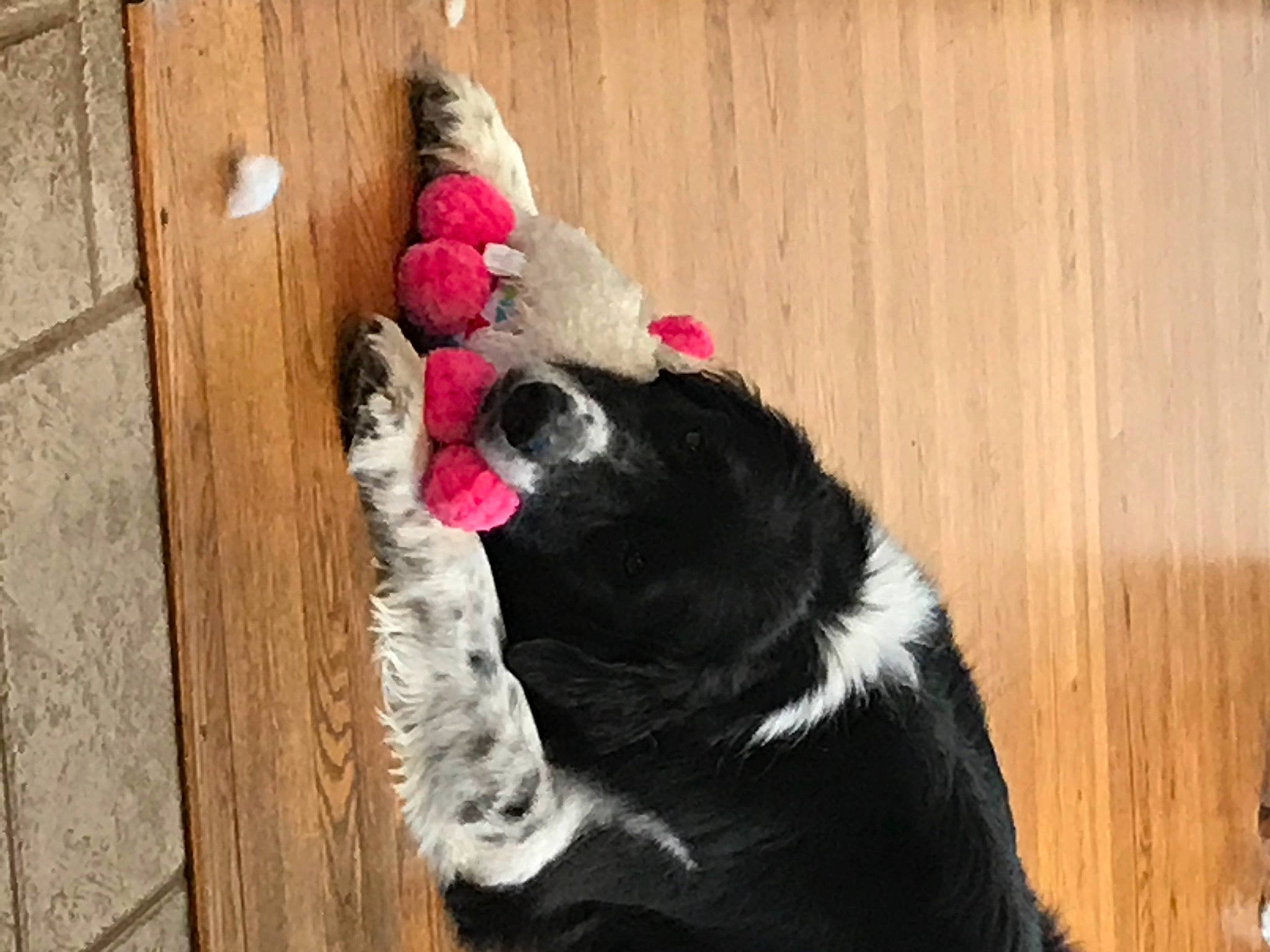 Buddy is registered to the contest to win money with this photo: canidae, carnivore, cat, dog, dog_breed, fur, pink, snout, sporting_group, whiskers