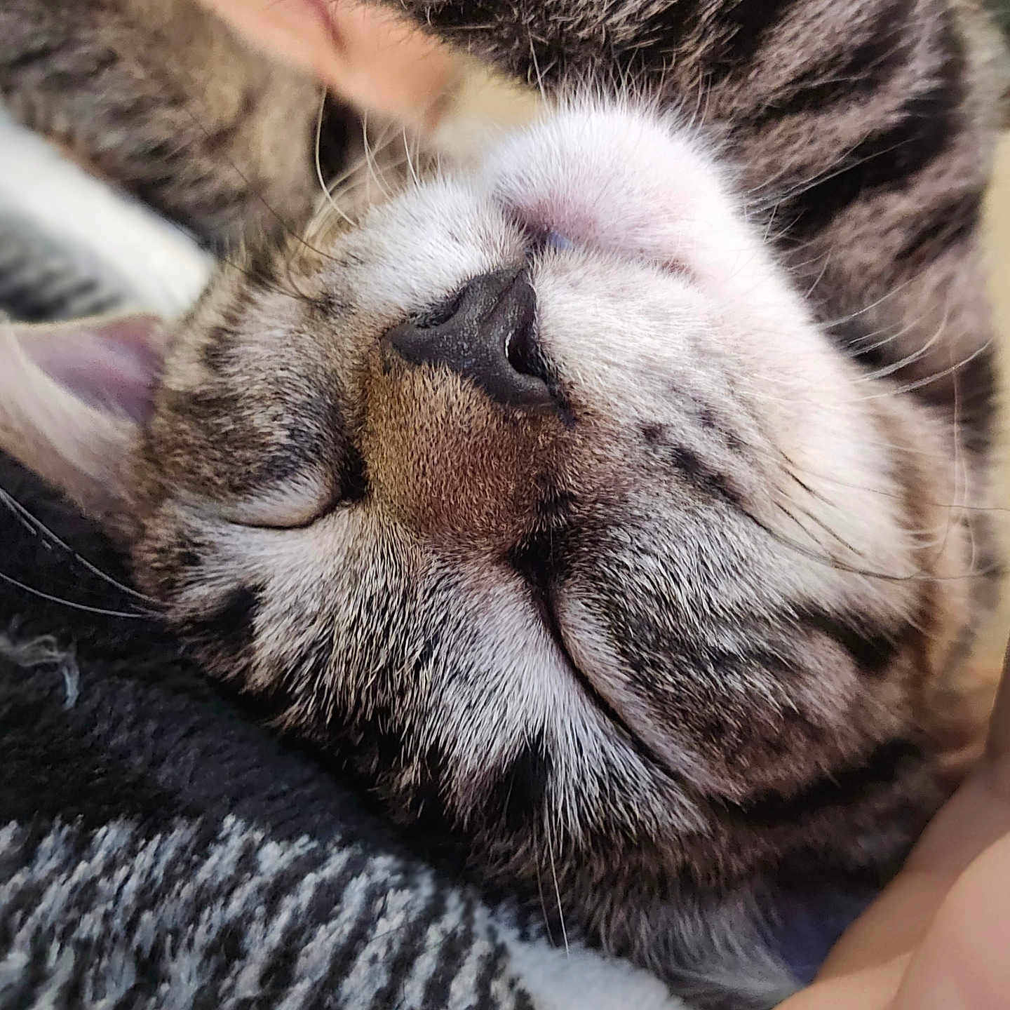 Dazeymae is registered to the contest to win money with this photo: animal, blanket, cat, close_up, cozy, cute, domestic_cat, face, fur, human_hand, indoor, nose, peaceful, pet, relaxed, resting, sleeping, soft, tabby, whiskers
