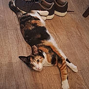 Winnie a rejoint le concours — aidez-le/la à gagner de superbes lots ! animal, brown_shoes, calico, cat, cat_face, curious, domestic_cat, ears, floor, fur, home, indoor, lying_down, paws, pet, relaxed, sneakers, tail, whiskers, wood_floor
