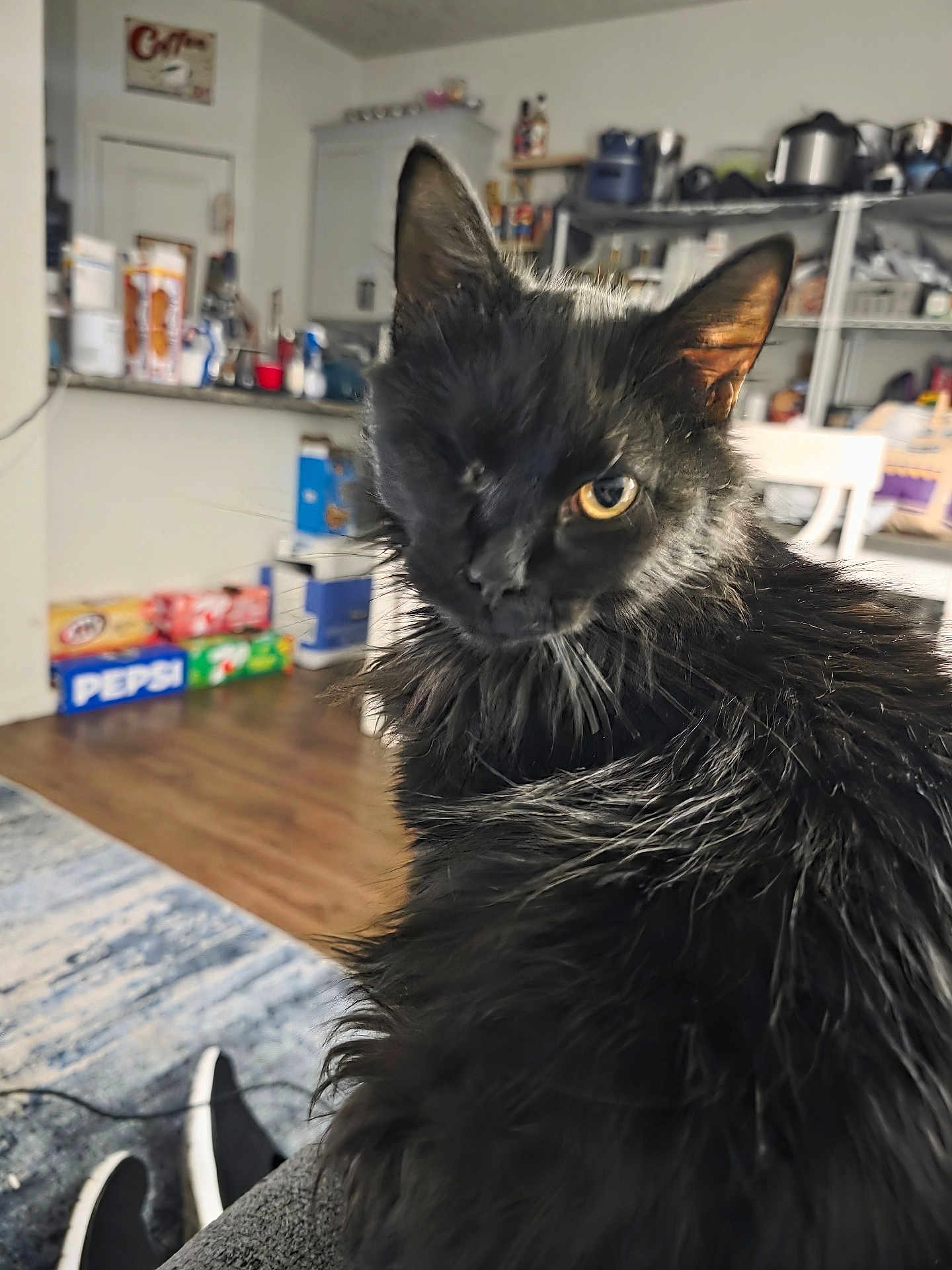 Maddie joined the competition — help win amazing prizes! black_cat, one_eye, fluffy_fur, indoor, living_room, kitchen, floor, furniture, chair, shelf, bottle, box, pet, animal, close_up, feline, curious, domestic_cat, household, portrait