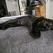 Maddie is registered to the contest to win money with this photo: cat, black_cat, sleeping, indoor, furniture, gray_texture, relaxed, cozy, home_interior, kitchen, appliance, paper_bag, floor, pet, animal, resting, domestic, cute, fluffy, soft_light