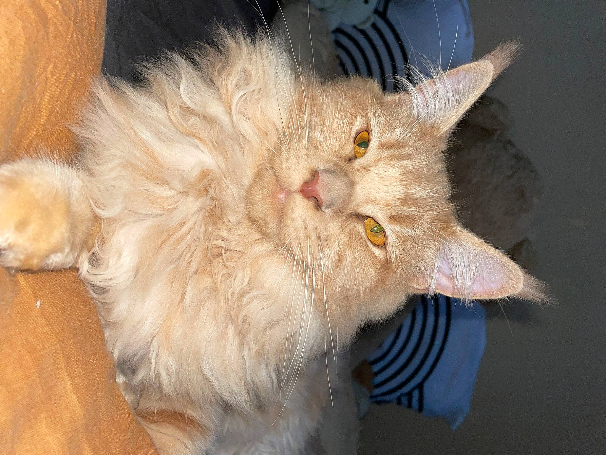 Taïko a rejoint le concours — aidez-le/la à gagner de superbes lots ! carnivore, cat, claw, ear, fawn, felidae, fur, hardwood, paw, small_to_medium_sized_cats, snout, tail, whiskers