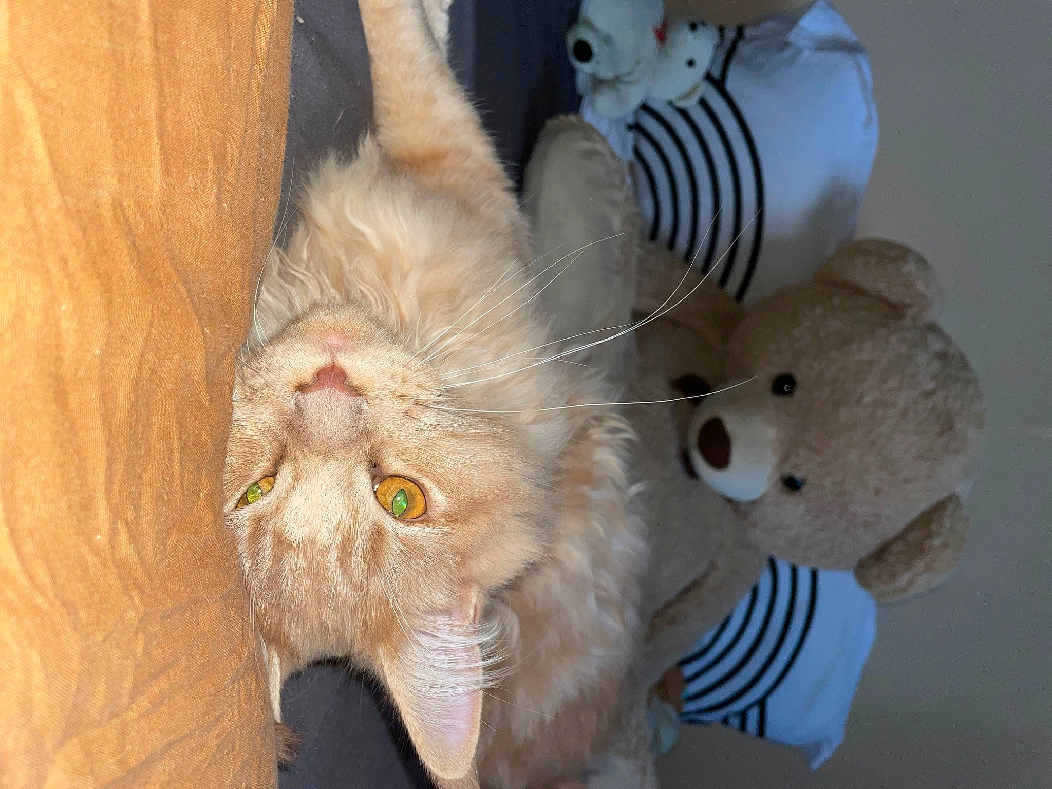 Taïko participe au concours pour gagner de l'argent avec cette photo : carnivore, cat, claw, comfort, domestic_short_haired_cat, fawn, felidae, foot, fur, paw, plant, small_to_medium_sized_cats, snout, tail, terrestrial_animal, whiskers, wood