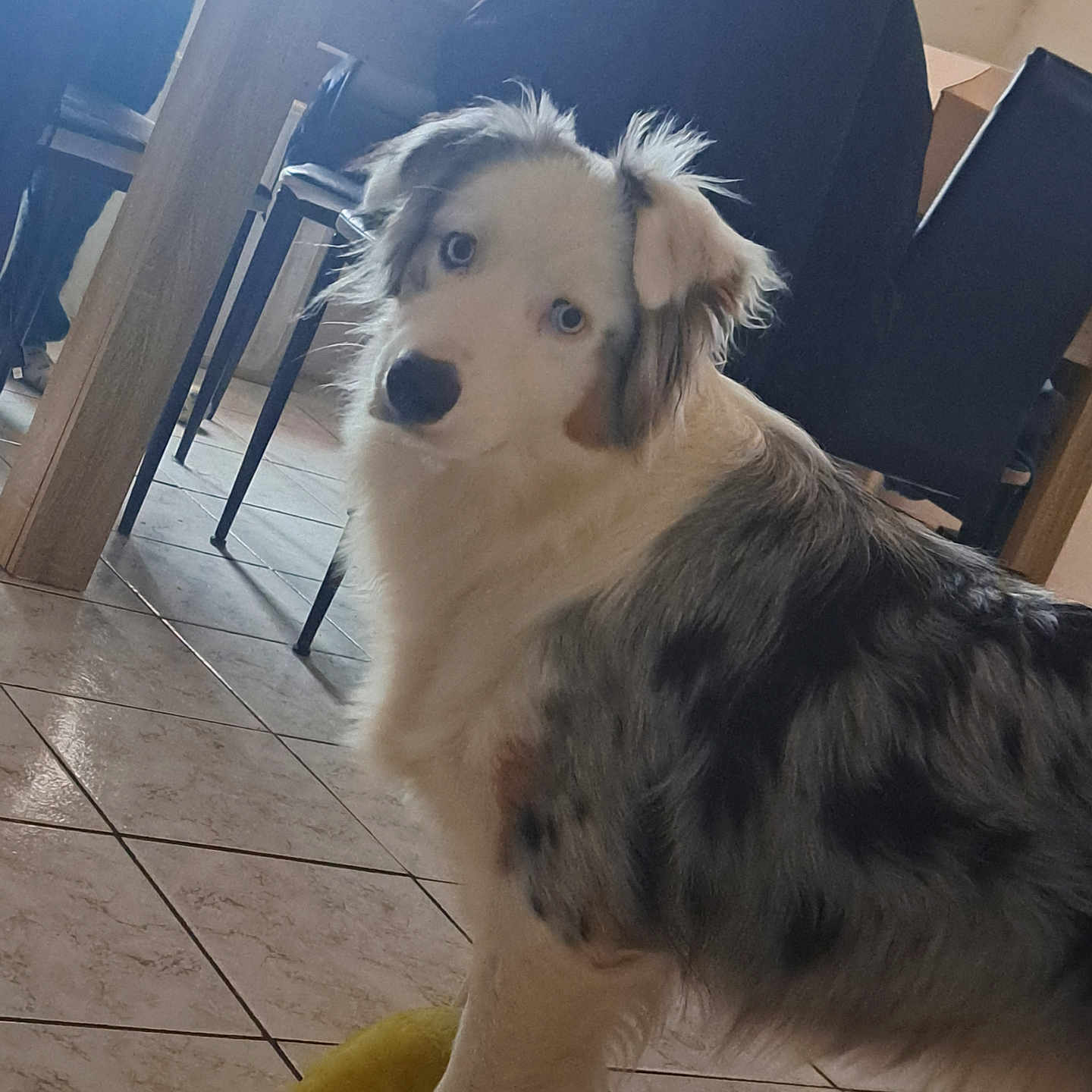 Naya a rejoint le concours — aidez-le/la à gagner de superbes lots ! adult, animal, architecture, building, canine, chair, collie, couch, dog, furniture, hardwood, indoors, livingroom, male, man, person, pet, puppy, room, wood