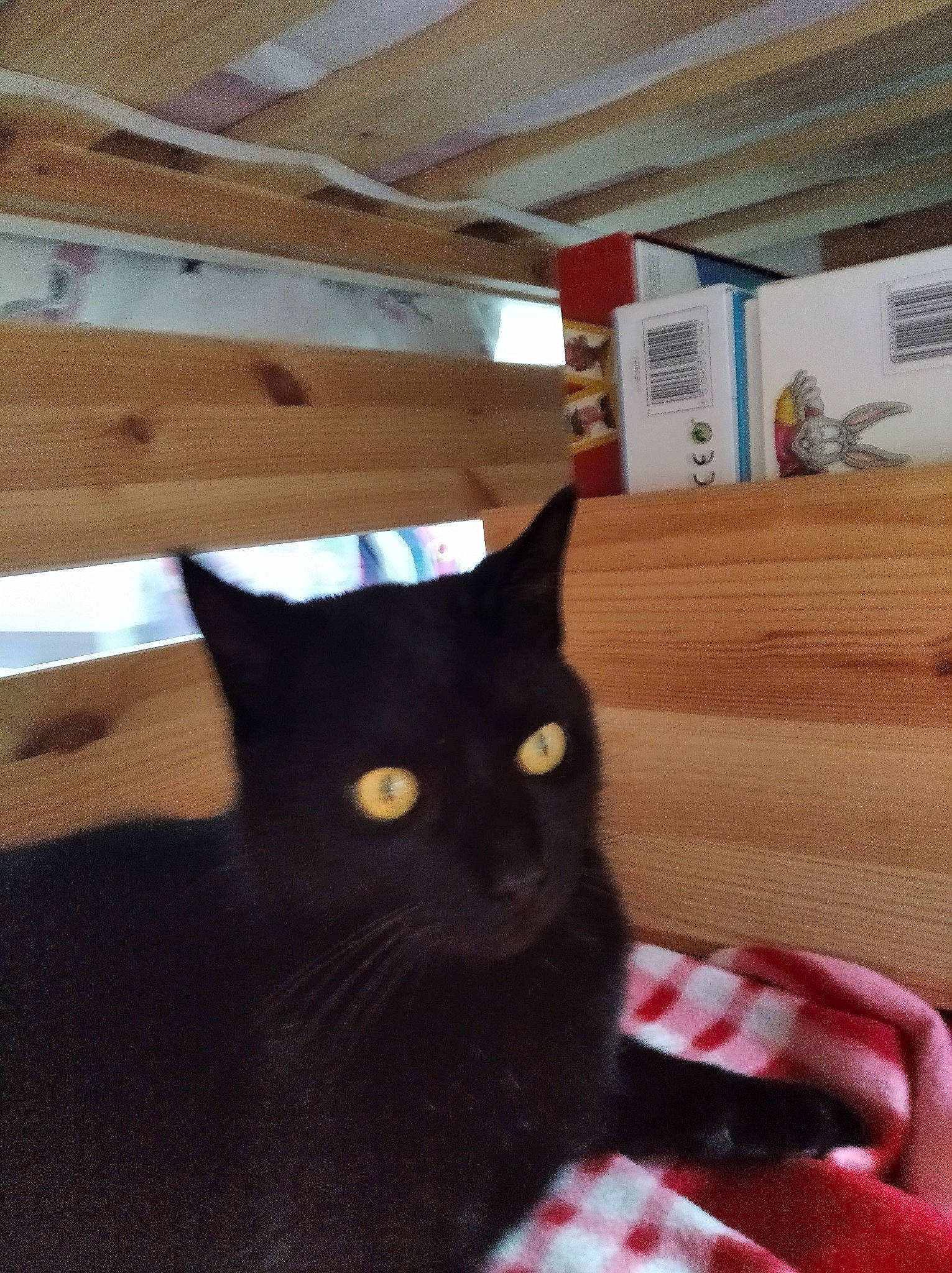 Michka a rejoint le concours — aidez-le/la à gagner de superbes lots ! black_cat, cardboard, carnivore, cat, comfort, domestic_short_haired_cat, felidae, flooring, fur, hardwood, packaging_and_labeling, plywood, room, small_to_medium_sized_cats, snout, tail, whiskers, window, wood, wood_stain