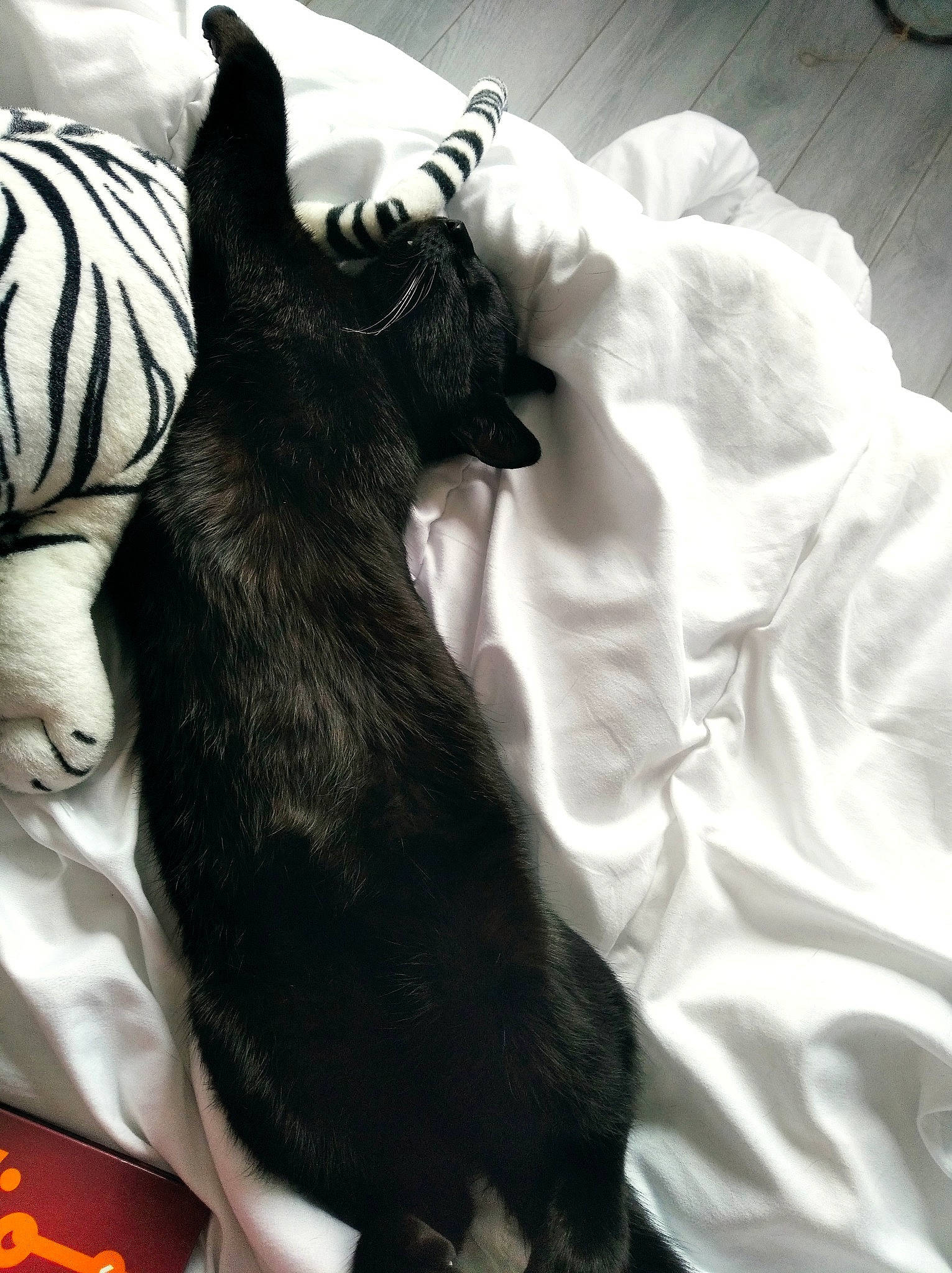 Michka participe au concours pour gagner de l'argent avec cette photo : bed, black_cat, carnivore, cat, claw, comfort, companion_dog, dog_breed, domestic_short_haired_cat, ear, felidae, fur, gesture, human_leg, linens, paw, small_to_medium_sized_cats, snout, tail, whiskers