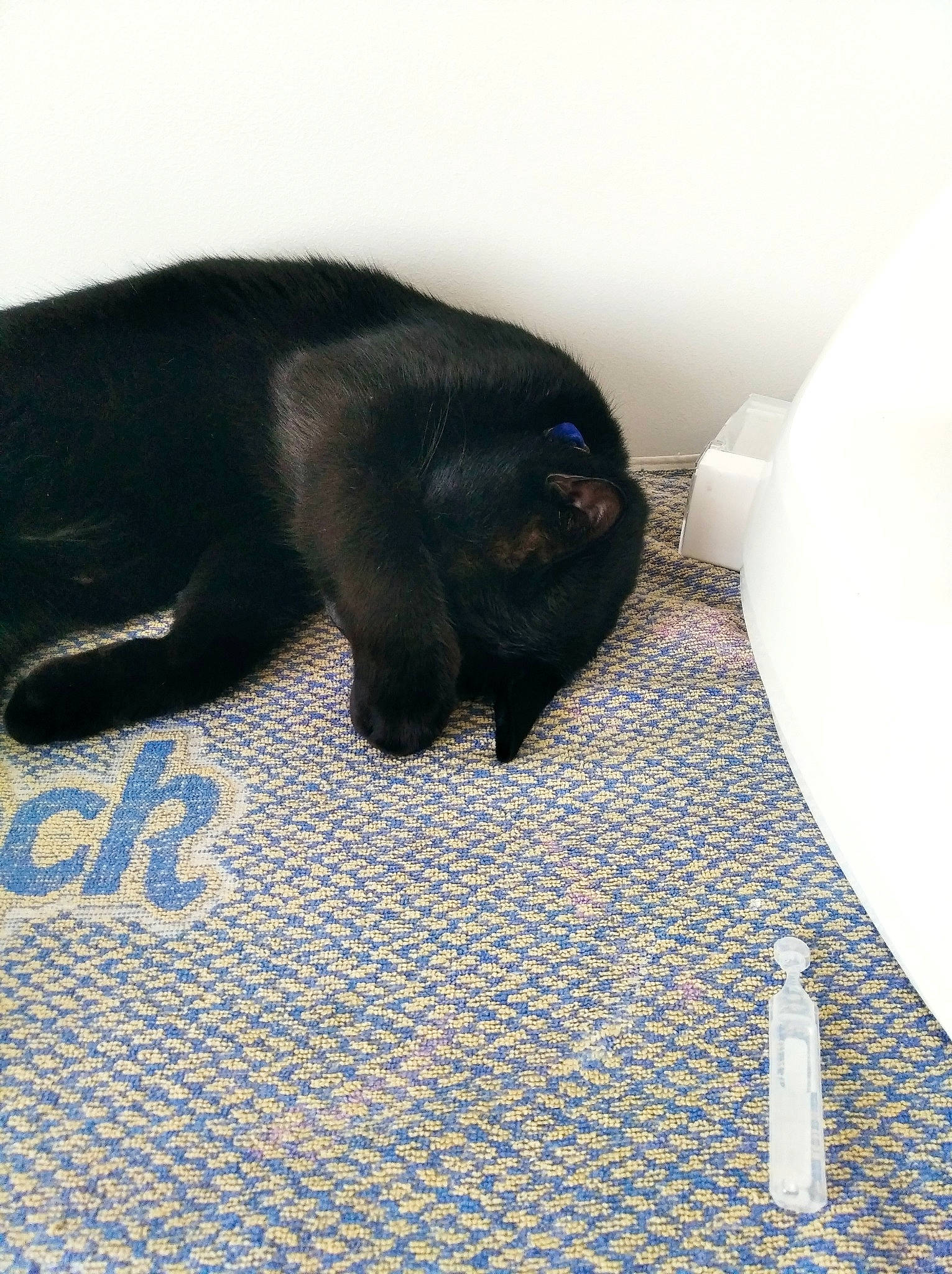 Michka participe au concours pour gagner de l'argent avec cette photo : black_cat, bottle, canidae, carnivore, cat, claw, comfort, companion_dog, dog_breed, domestic_short_haired_cat, felidae, flooring, fur, mammal, small_to_medium_sized_cats, snout, sporting_group, tail, terrestrial_animal, whiskers