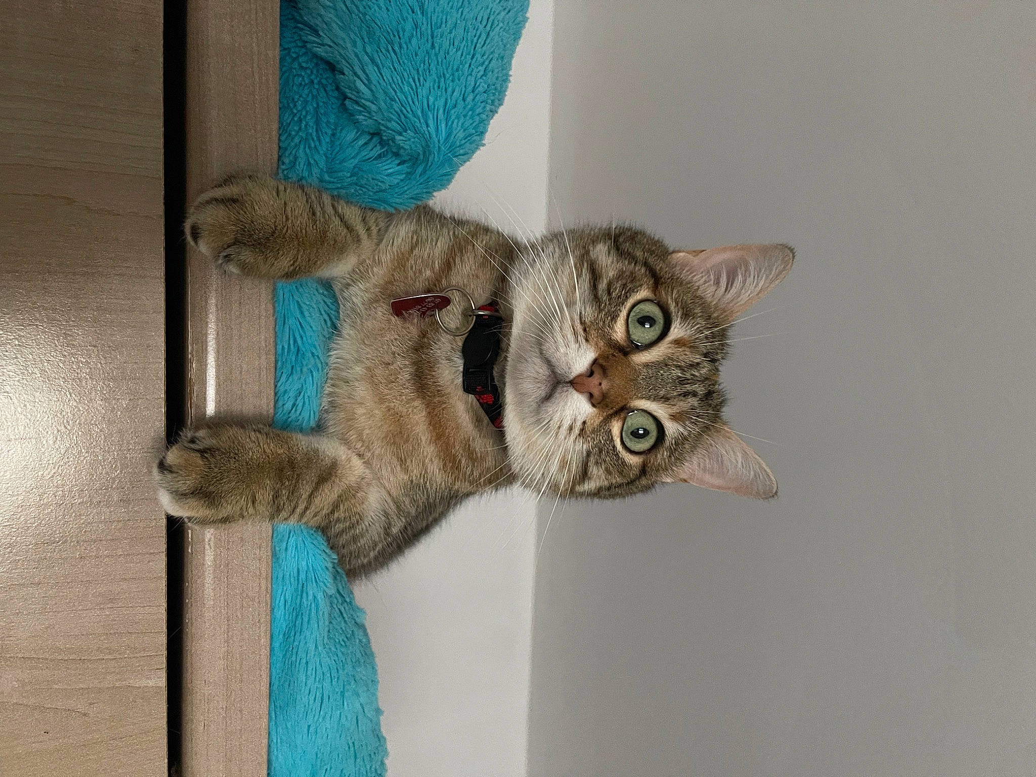 Lia participe au concours pour gagner de l'argent avec cette photo : art, carnivore, cat, claw, comfort, domestic_short_haired_cat, ear, fawn, felidae, fur, gesture, grey, paw, small_to_medium_sized_cats, snout, tail, whiskers, wool