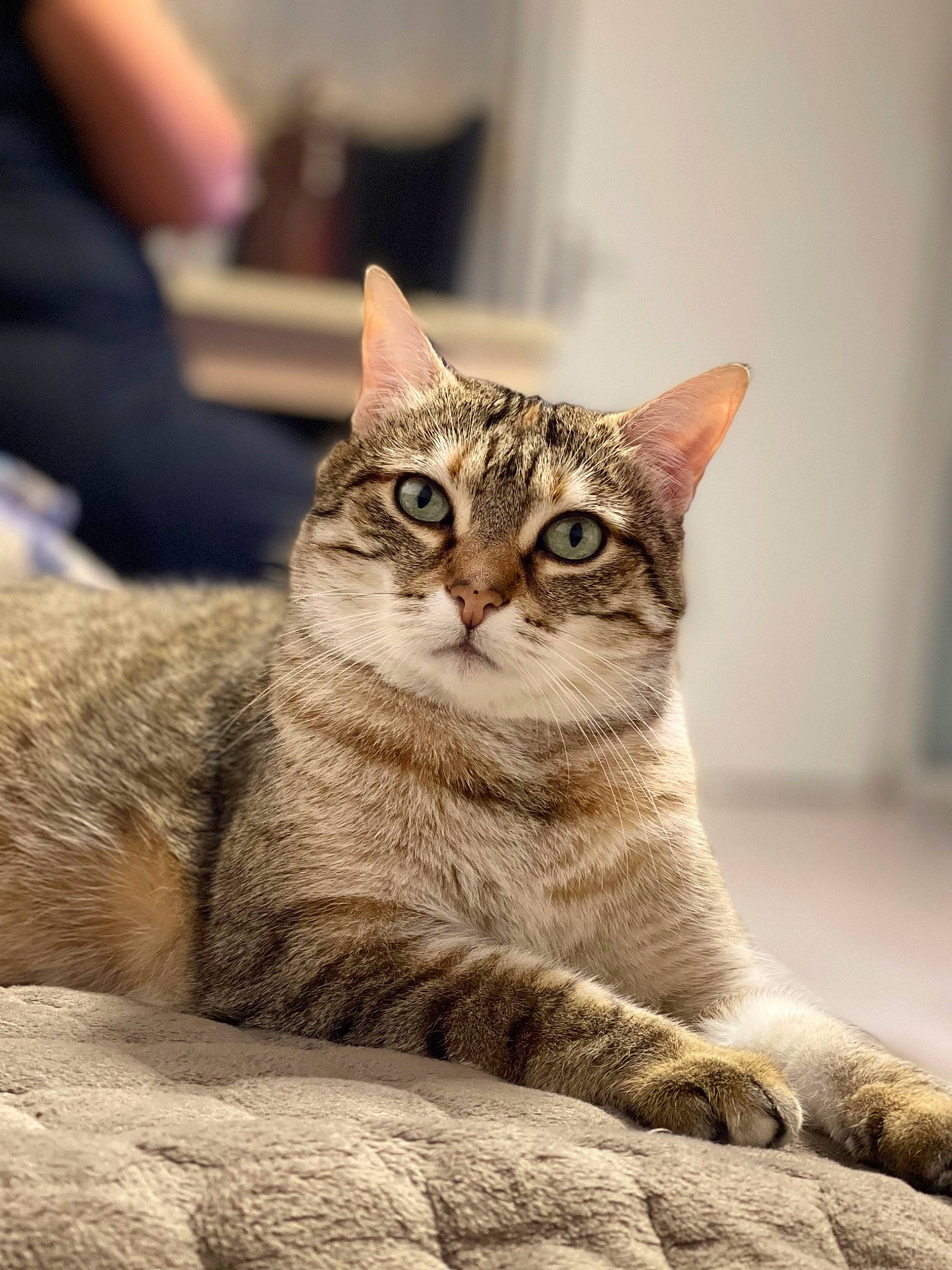 Lia a rejoint le concours — aidez-le/la à gagner de superbes lots ! carnivore, cat, domestic_short_haired_cat, felidae, fur, sitting, small_to_medium_sized_cats, snout, terrestrial_animal, tree, whiskers, wildlife, window