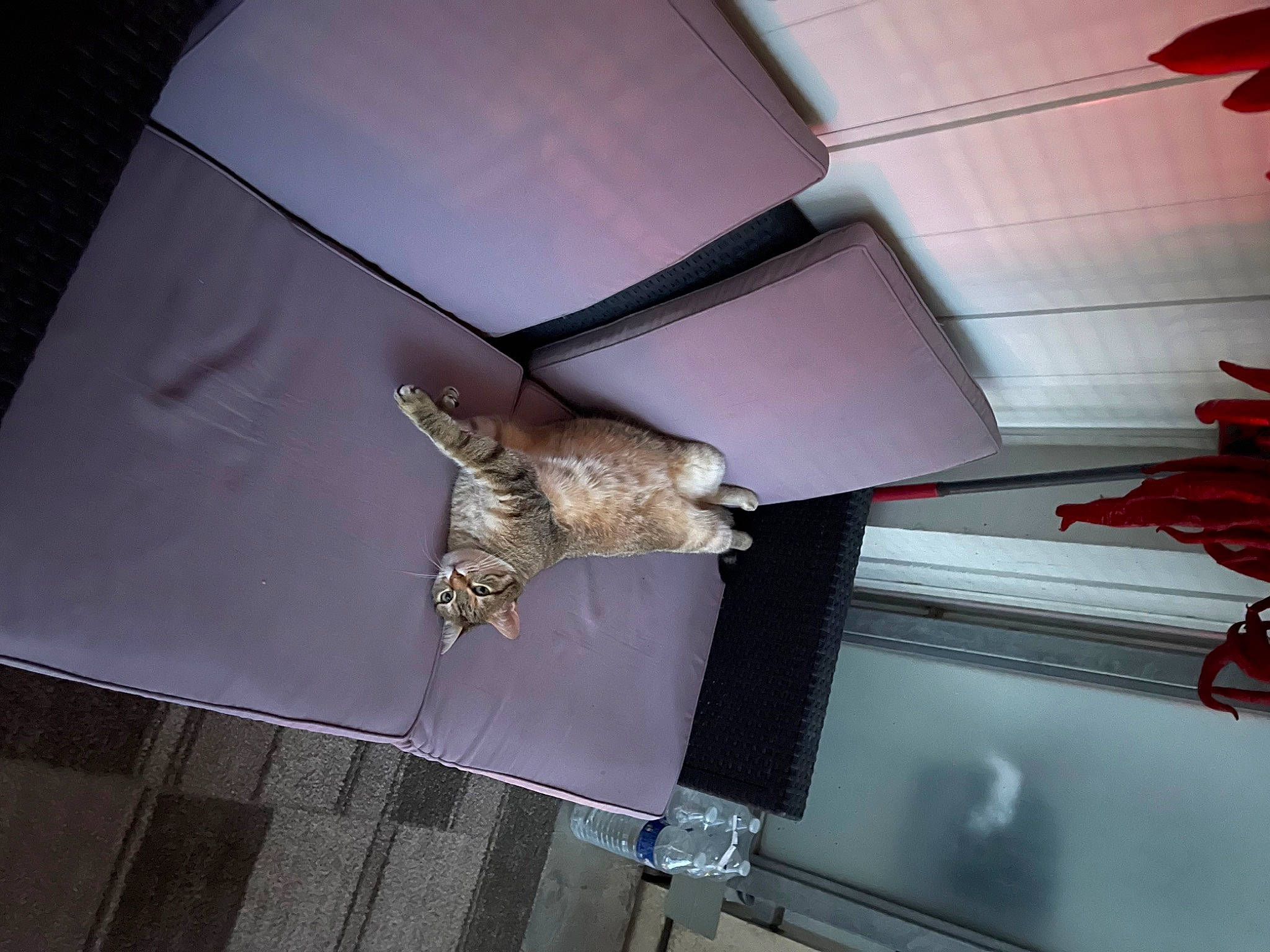 Lia a rejoint le concours — aidez-le/la à gagner de superbes lots ! beam, bird_of_prey, ceiling, ceiling_fan, daylighting, door, feather, flooring, fur, house, light_fixture, lighting_accessory, metal, pattern, room, tie, tints_and_shades, wing, wood