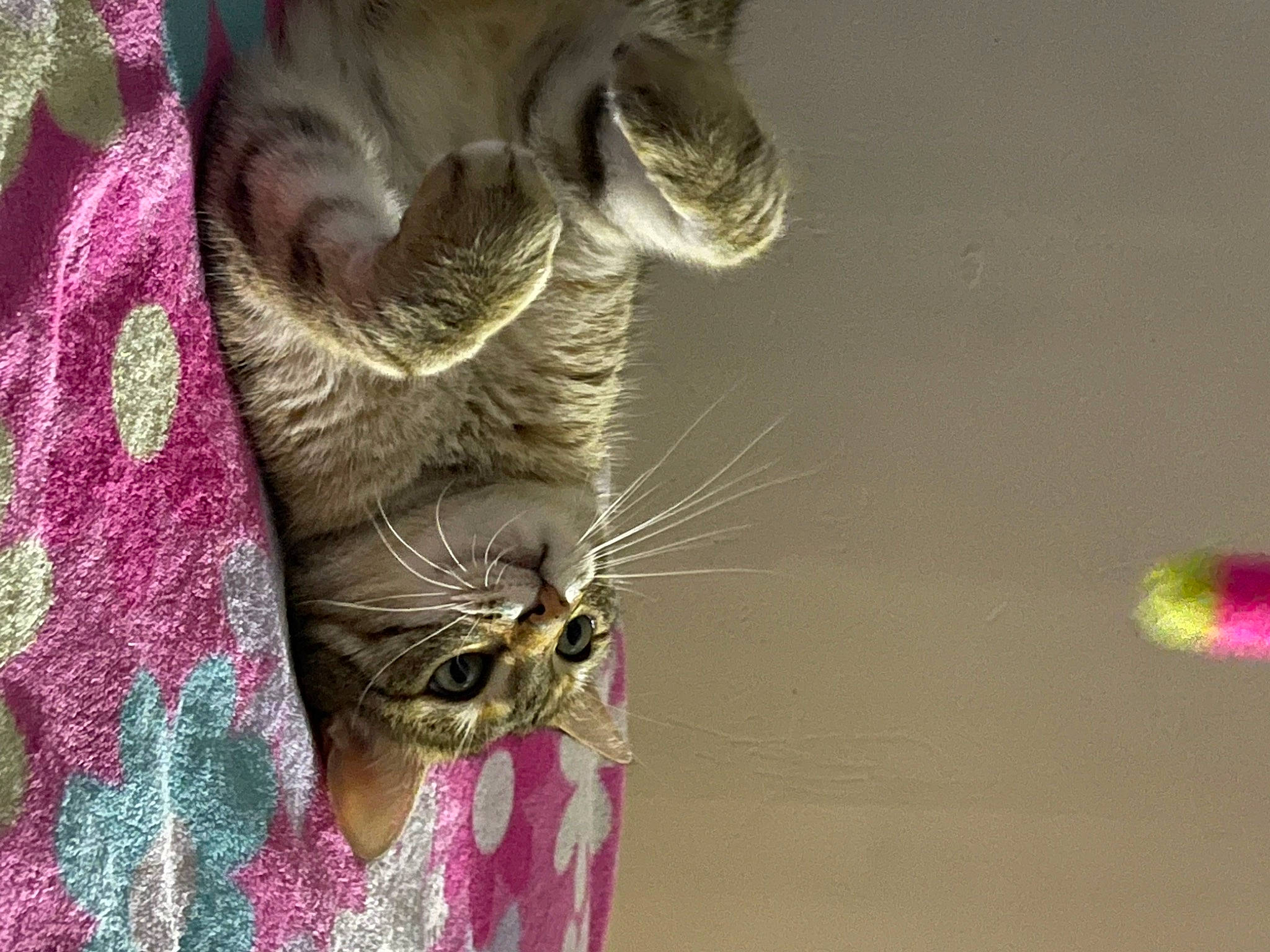 Lia participe au concours pour gagner de l'argent avec cette photo : carnivore, cat, claw, domestic_short_haired_cat, fawn, felidae, fur, linens, magenta, pattern, paw, small_to_medium_sized_cats, snout, tail, terrestrial_animal, visual_arts, whiskers, wildlife, working_animal