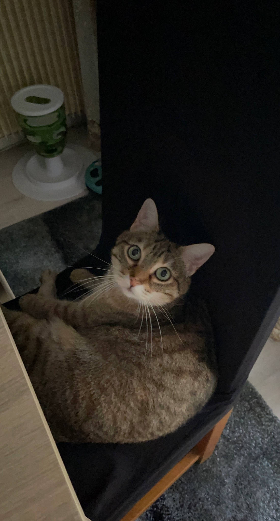 Lia a rejoint le concours — aidez-le/la à gagner de superbes lots ! carnivore, cat, cat_furniture, cat_supply, domestic_short_haired_cat, door, fawn, felidae, flooring, fur, grey, hardwood, room, serveware, small_to_medium_sized_cats, snout, tail, whiskers, window, wood