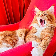 Aslan participe au concours pour gagner de l'argent avec cette photo : cat, orange_cat, fluffy, yawning, chair, red_chair, indoor, pet, feline, relaxed, fur, whiskers, paw, claws, home, cozy, curtains, red_curtains, floor, wood_floor