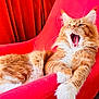 cat, orange_cat, fluffy, yawning, chair, red_chair, indoor, pet, feline, relaxed, fur, whiskers, paw, claws, home, cozy, curtains, red_curtains, floor, wood_floor