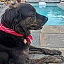 dog, brindle, bandana, pool, stone_wall, patio, outdoor, relaxed, fur, muzzle, side_view, pavement, water, blue, pet, animal, summer, leisure, resting, sunlight