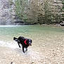 dog, black_dog, water, splashing, bandana, red_bandana, rocks, riverbank, waterfall, cliff, moss, outdoor, nature, motion_blur, playful, animal, wet, landscape, shallow_water, adventure