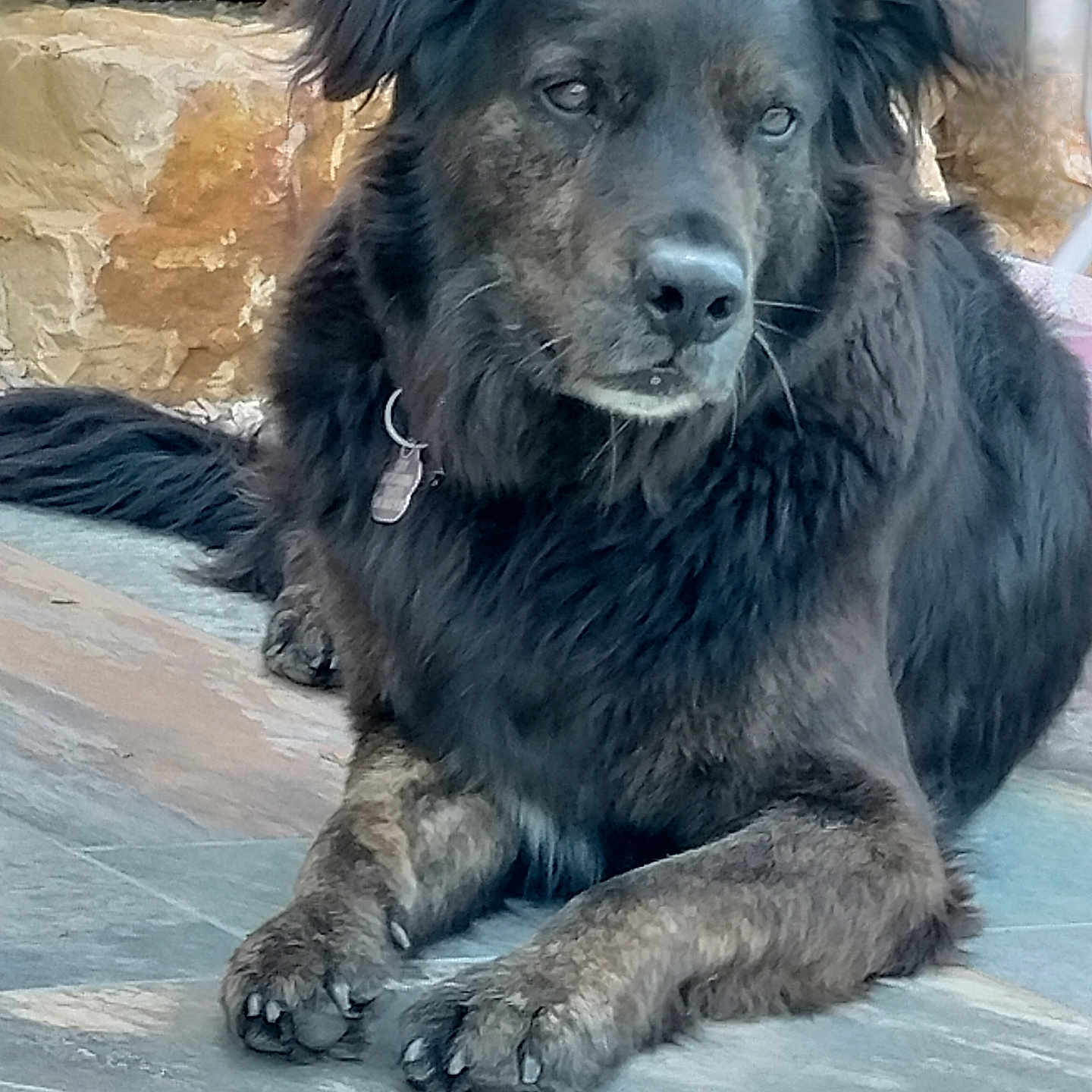 Oby participe au concours pour gagner de l'argent avec cette photo : animal, black, brown, calm, canine, collar, dog, domestic, ears, floor, fur, lying_down, muzzle, outdoor, paws, pet, portrait, resting, stone_wall, tile