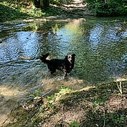 Oby participe au concours pour gagner de l'argent avec cette photo : dog, water, creek, forest, trees, sunlight, nature, outdoor, animal, black_dog, shallow_water, greenery, riverbank, wildlife, summer, playful, pet, landscape, reflection, daylight