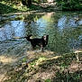 dog, water, creek, forest, trees, sunlight, nature, outdoor, animal, black_dog, shallow_water, greenery, riverbank, wildlife, summer, playful, pet, landscape, reflection, daylight