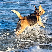 Cooper joined the competition — help win amazing prizes! dog, water, ocean, waves, leaping, playful, animal, outdoor, sea, fur, pet, active, motion, summer, beach, energetic, canine, fun, nature, splash