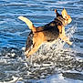 dog, water, ocean, waves, leaping, playful, animal, outdoor, sea, fur, pet, active, motion, summer, beach, energetic, canine, fun, nature, splash