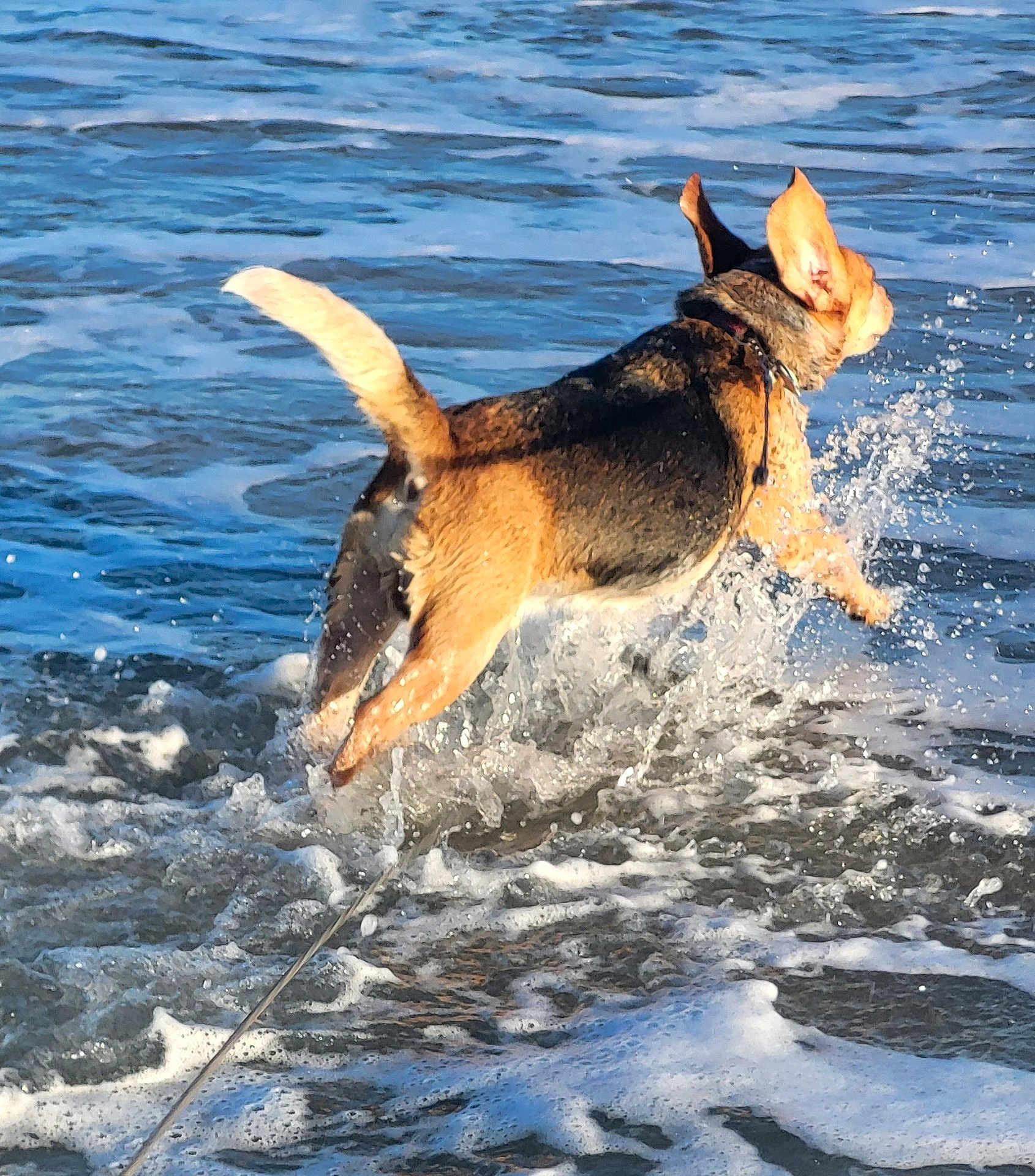 Cooper joined the competition — help win amazing prizes! dog, water, ocean, waves, leaping, playful, animal, outdoor, sea, fur, pet, active, motion, summer, beach, energetic, canine, fun, nature, splash